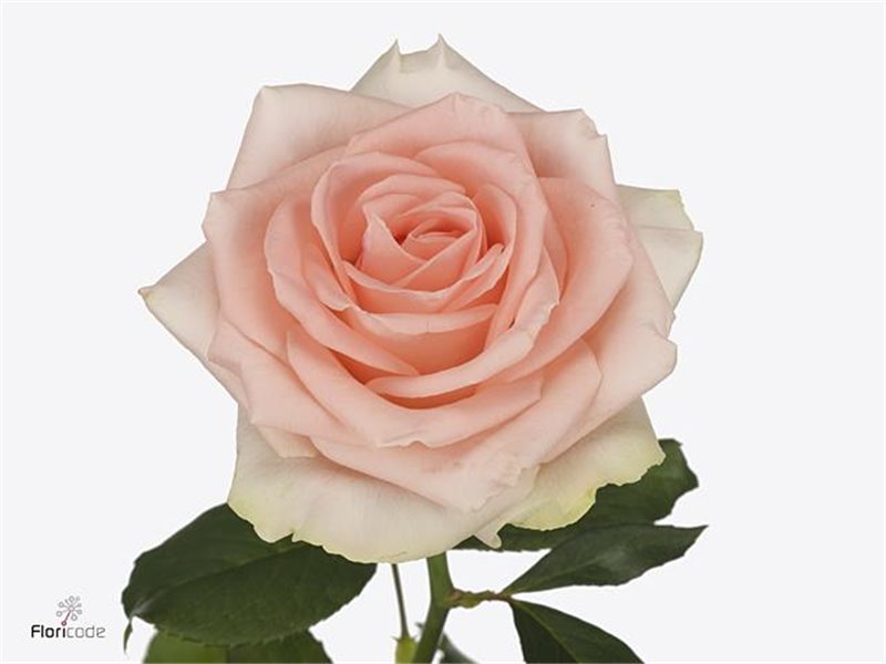 Vrtnica Doris Day c3674