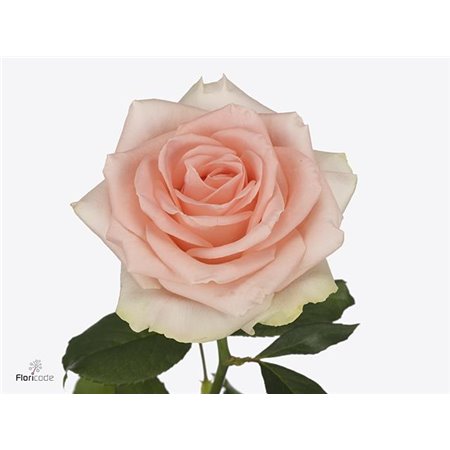 Vrtnica Doris Day c3674