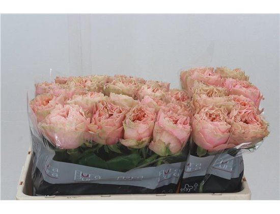 Vrtnica Eleganza c3676