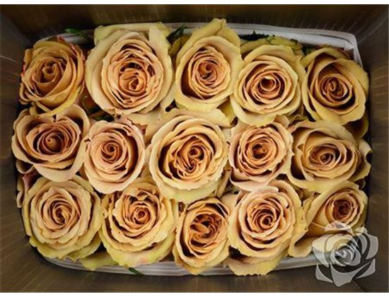 Vrtnica Garden Toffee c3756
