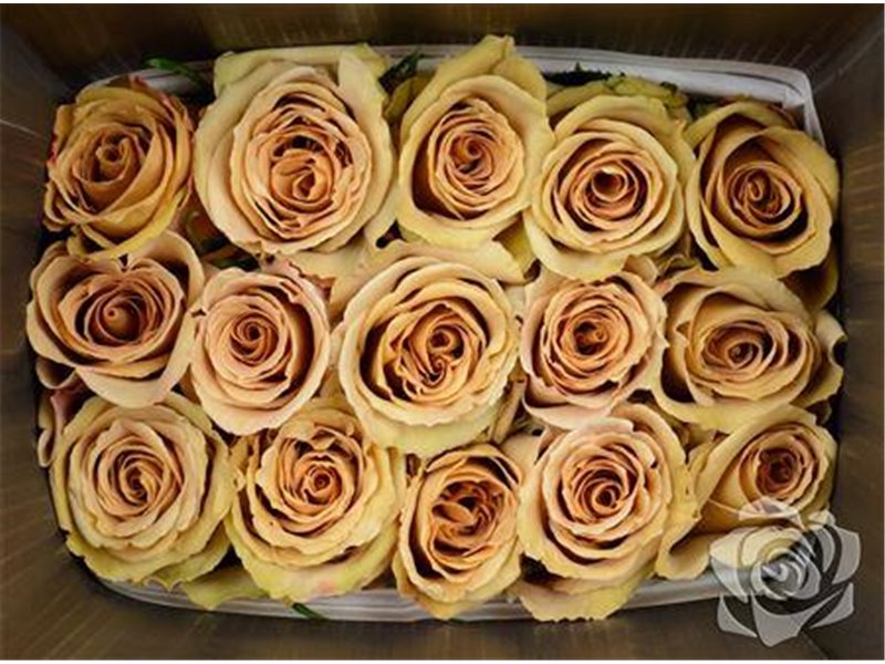 Vrtnica Garden Toffee c3756