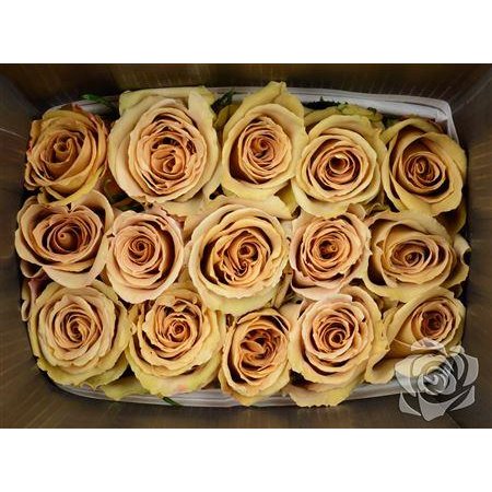 Vrtnica Garden Toffee c3756