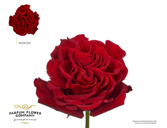 Vrtnica Garden Wanted c3761