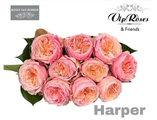 Vrtnica Harper! c3781