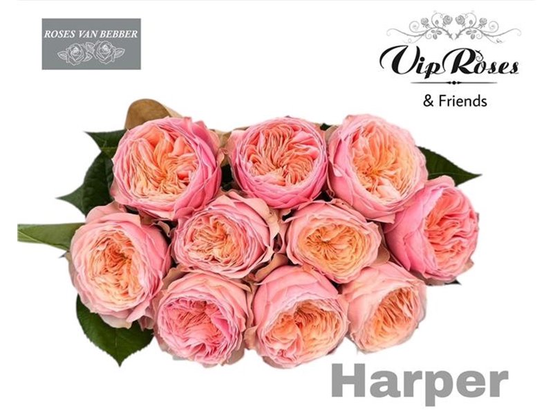 Vrtnica Harper! c3781