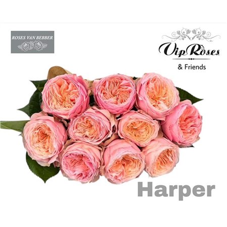 Vrtnica Harper! c3781