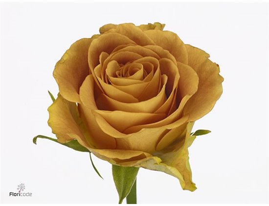 Vrtnica Heart Of Gold c3782