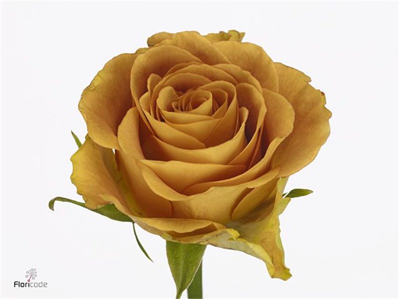 Vrtnica Heart Of Gold c3782