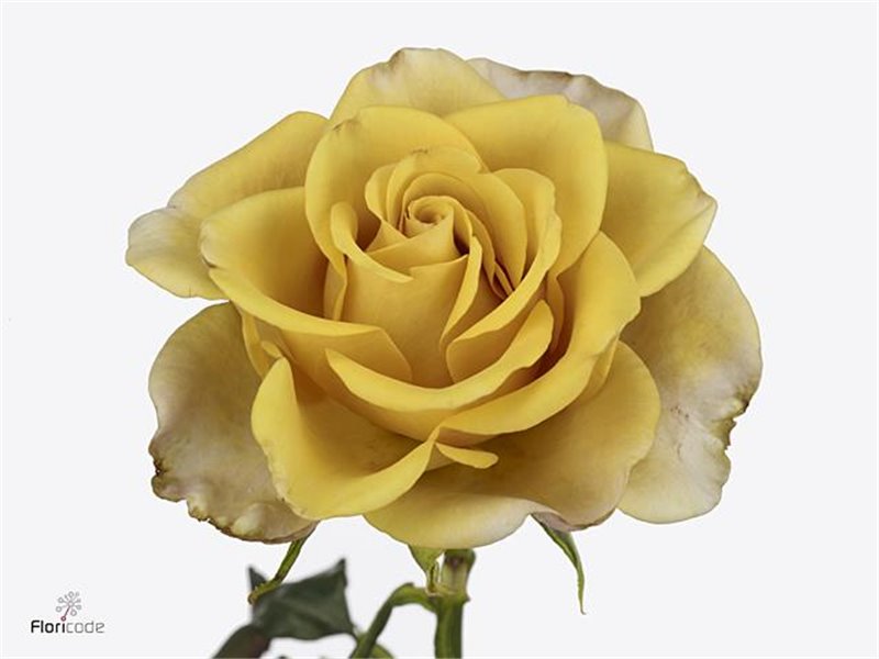 Vrtnica Meilland Honey Colorama c3842