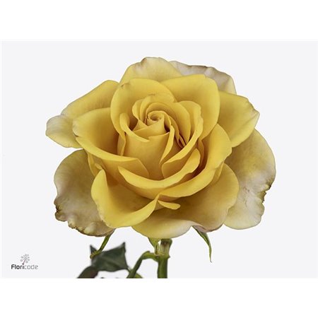 Vrtnica Meilland Honey Colorama c3842