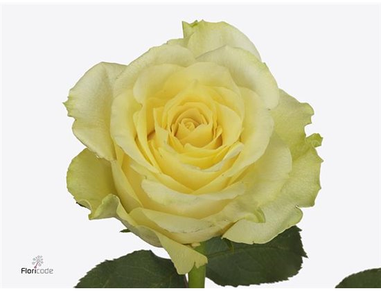 Vrtnica Minion Rose c3845