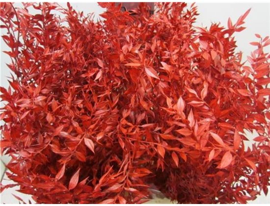 Ruskus A Bleached Bordeaux c4076