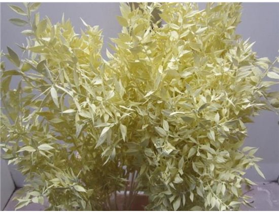 Ruskus A Bleached Creme c4078