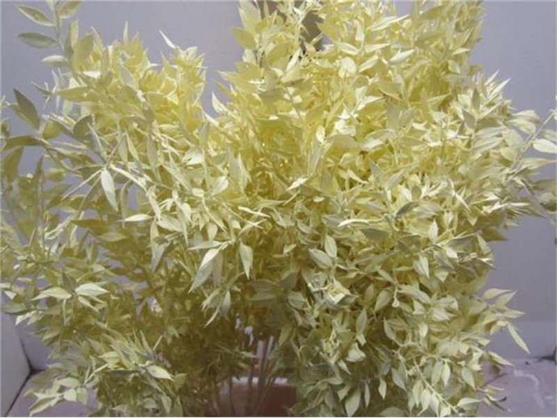 Ruskus A Bleached Creme c4078