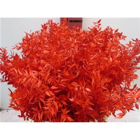 Ruskus A Bleached Pink c4086