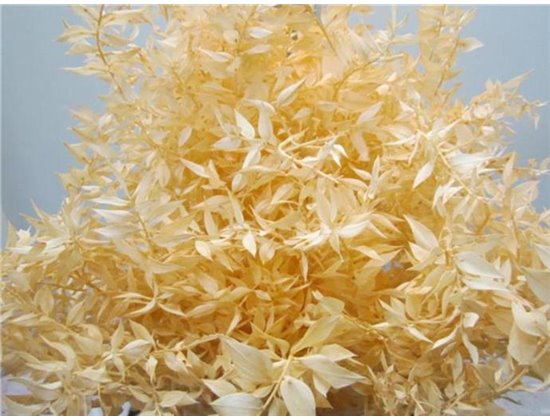 Ruskus A Bleached Salmon c4088
