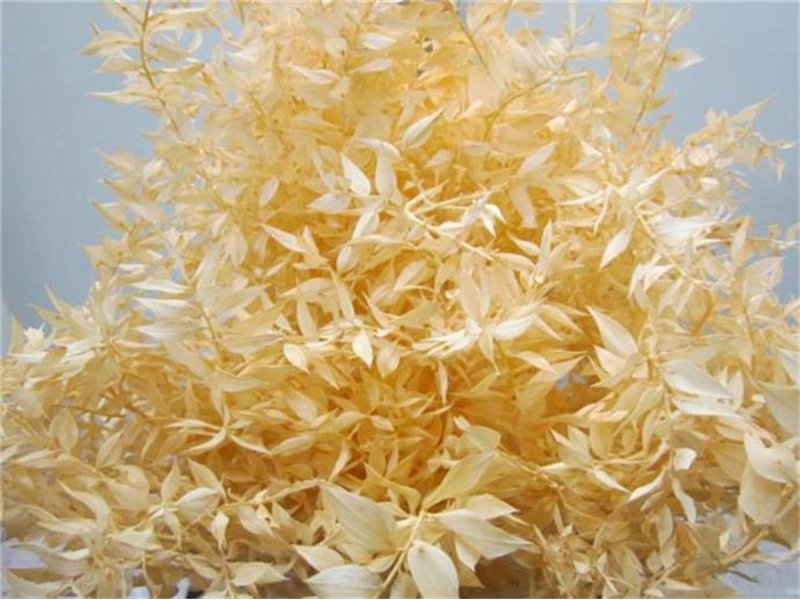 Ruskus A Bleached Salmon c4088