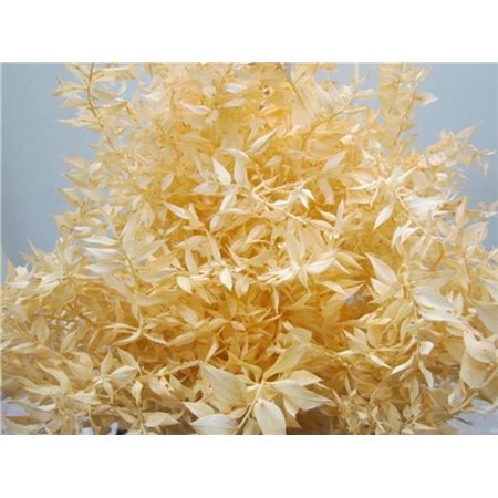 Ruskus A Bleached Salmon c4088