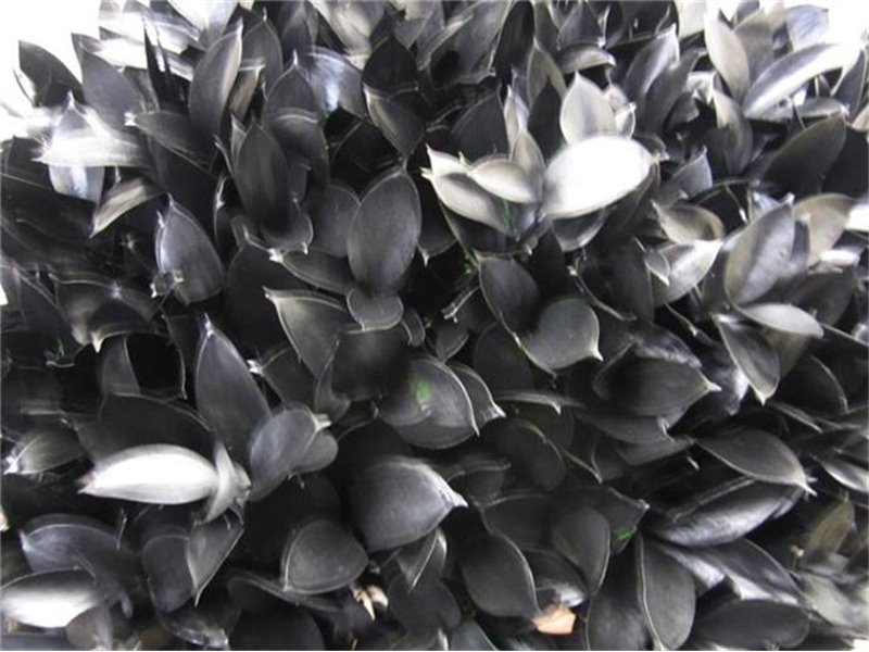 Ruskus G Black c4090
