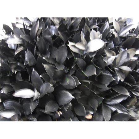 Ruskus G Black c4090