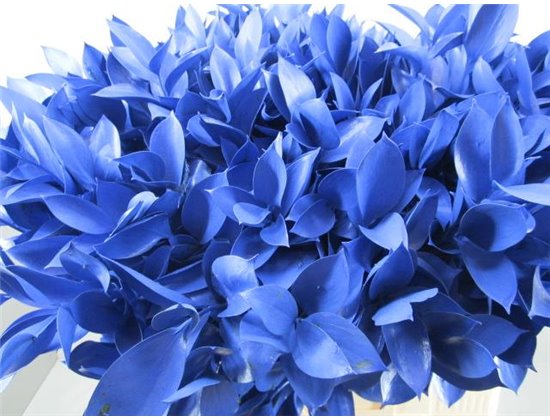 Ruskus G Blue c4091