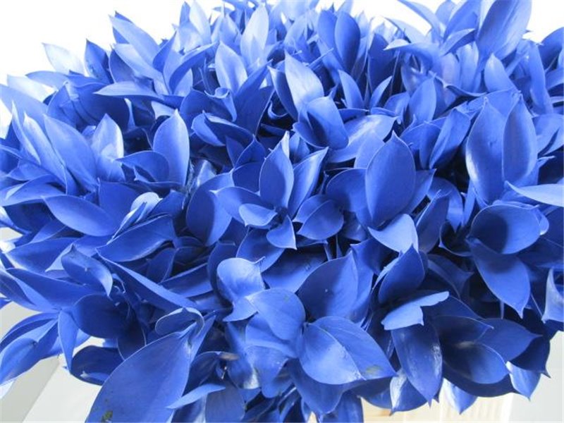 Ruskus G Blue c4091