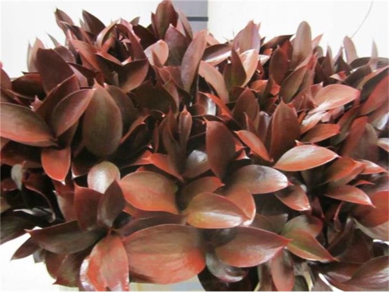 Ruskus G Bordeaux c4092