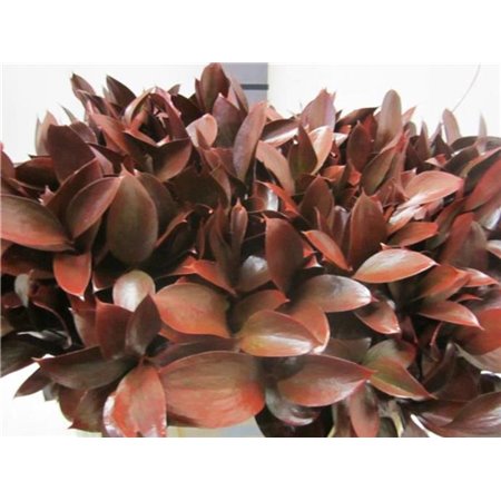 Ruskus G Bordeaux c4092