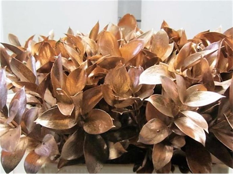 Ruskus G Copper c4094