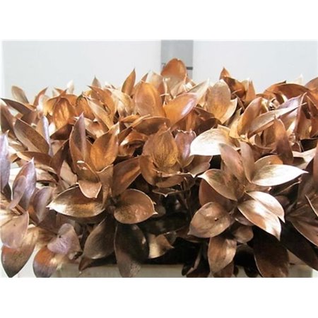 Ruskus G Copper c4094