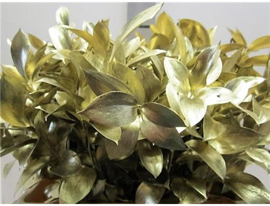 Ruskus G Gold c4095