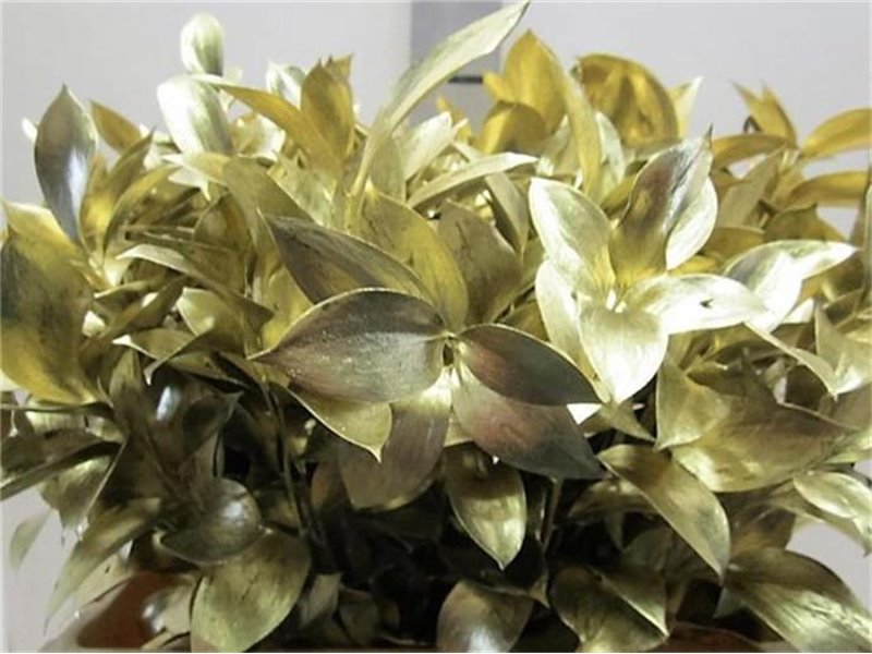 Ruskus G Gold c4095