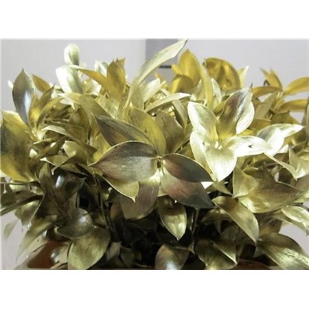 Ruskus G Gold c4095