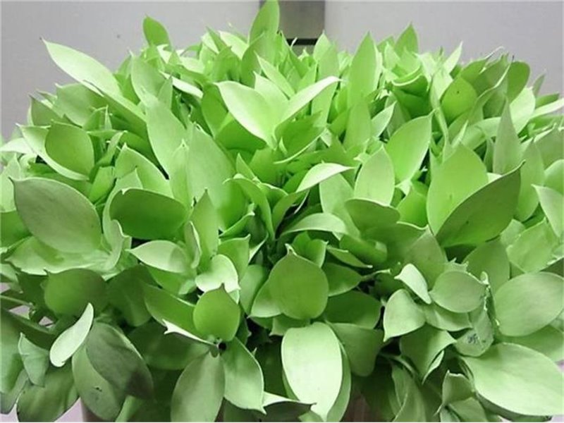 Ruskus G Light Green c4096