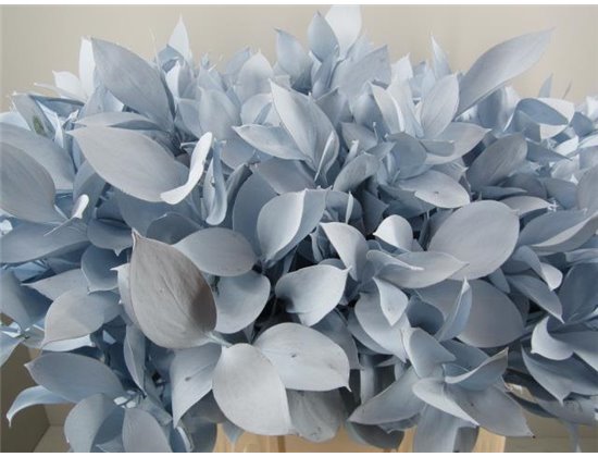 Ruskus G Pale Blue c4098