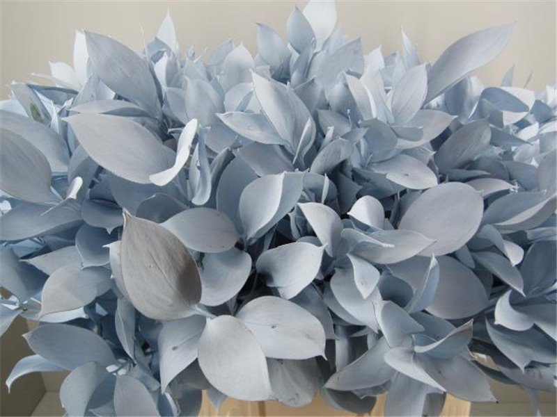 Ruskus G Pale Blue c4098