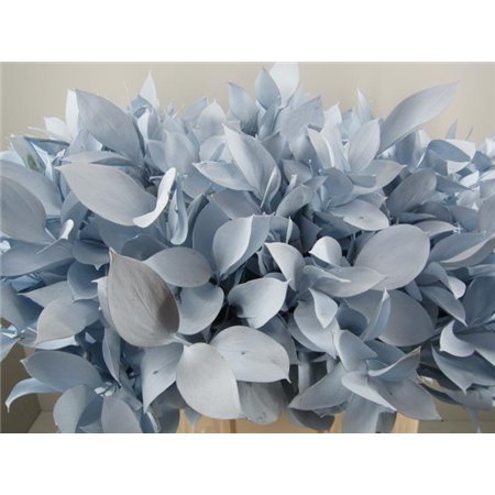 Ruskus G Pale Blue c4098