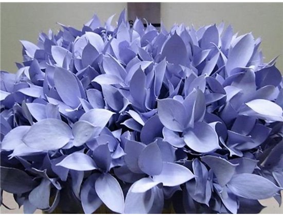 Ruskus G Pale Blue c4099