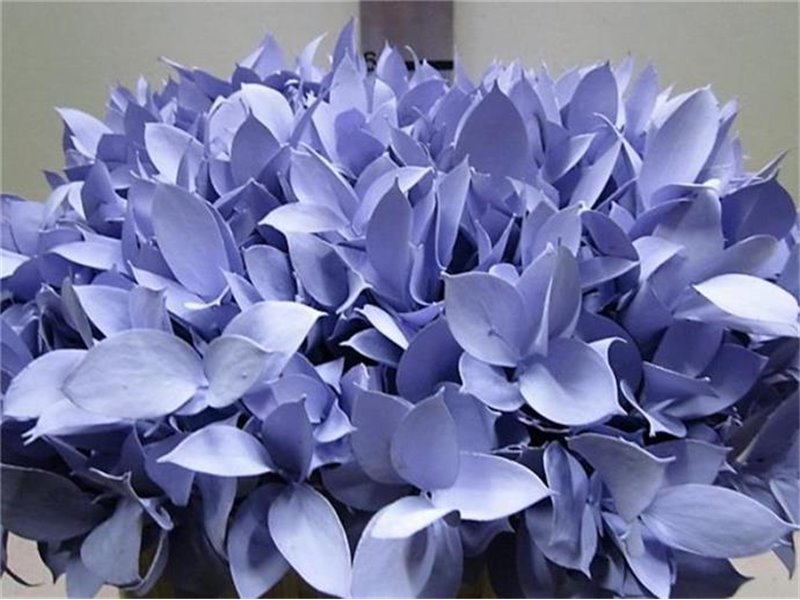 Ruskus G Pale Blue c4099