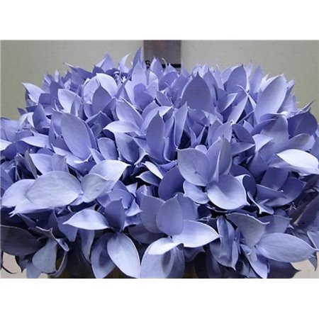 Ruskus G Pale Blue c4099