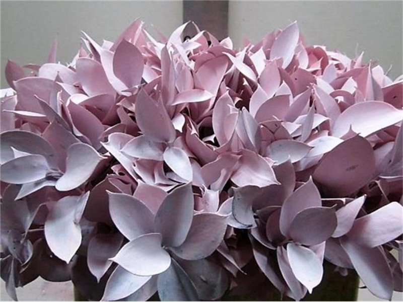 Ruskus G Pale Rose c4100