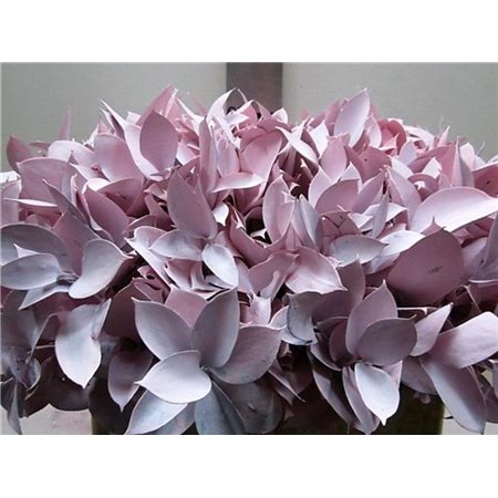 Ruskus G Pale Rose c4100