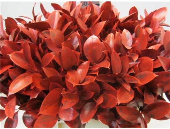 Ruskus G Red c4102