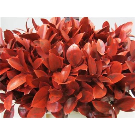 Ruskus G Red c4102