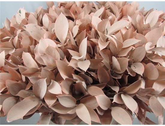 Ruskus G Salmon c4104