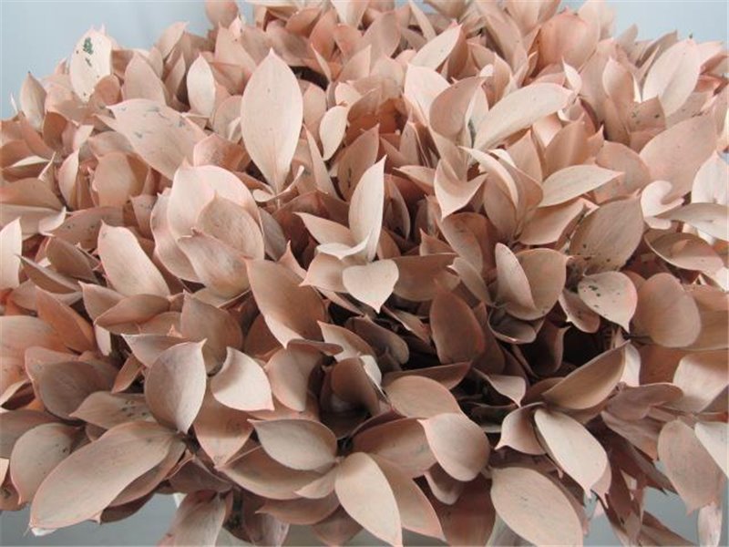 Ruskus G Salmon c4104