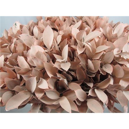 Ruskus G Salmon c4104