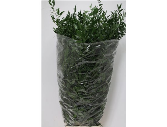 Ruskus Long 5 Stems (p. bunch) c4108