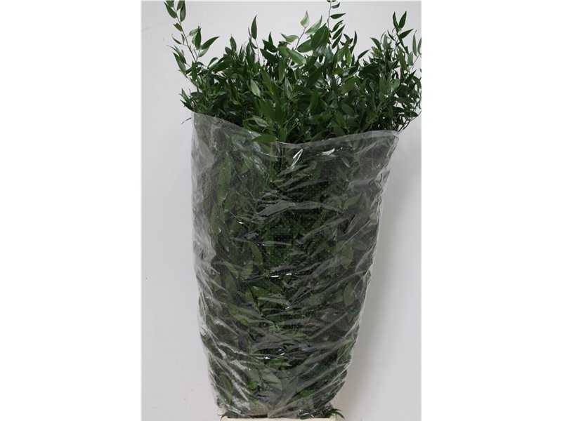 Ruskus Long 5 Stems (p. bunch) c4108