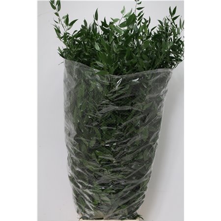 Ruskus Long 5 Stems (p. bunch) c4108